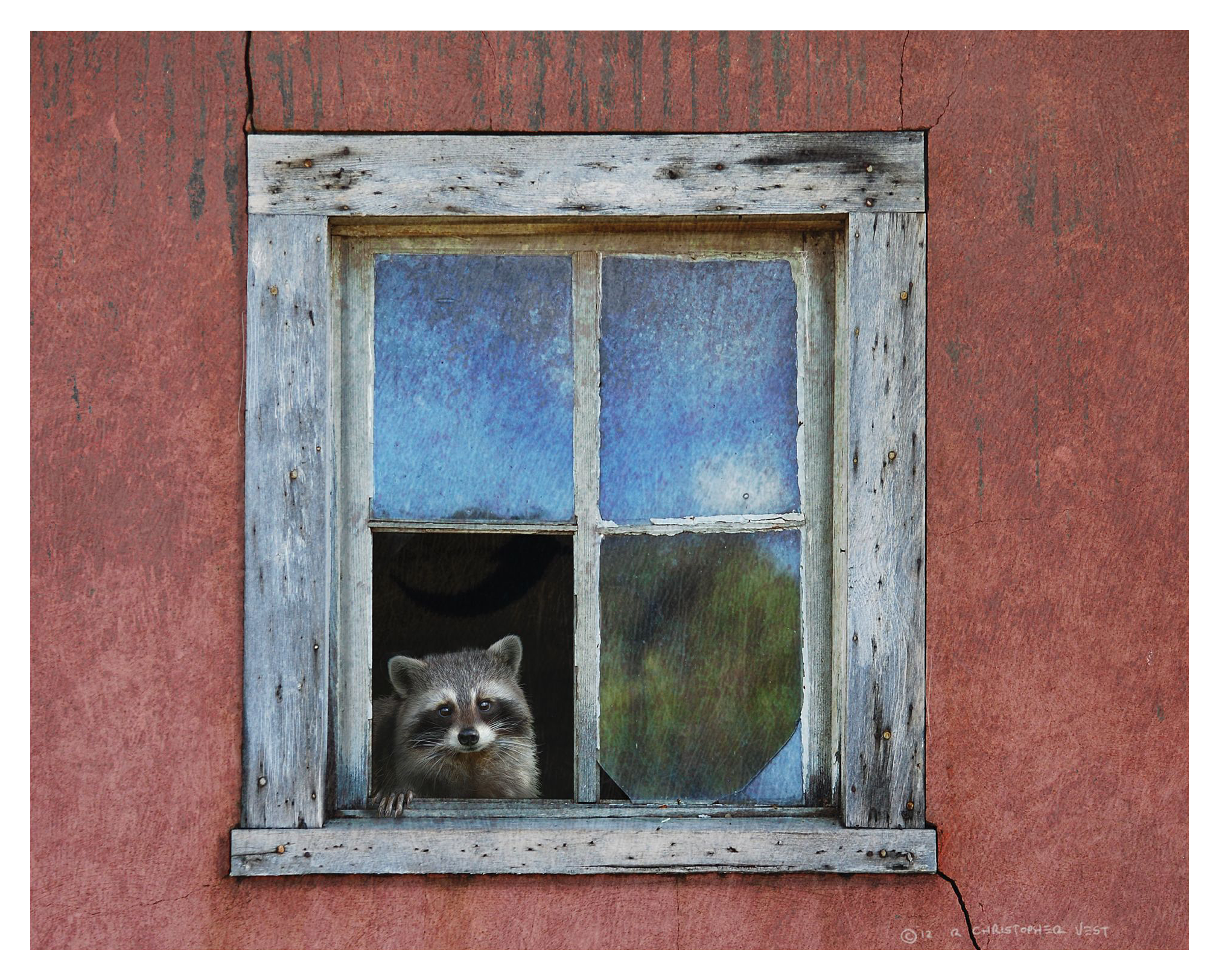 Courtside Market Racoon Window Canvas Wall Art | Bass Pro Shops